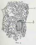 Fig. 5. Small portion of parenchyma of rhizome