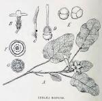 Frontispiece. Trailing Arbutus.