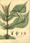 Table 04. Triosteum perfoliatum.