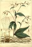 Table 05. Gillenia trifoliata.