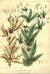 Table 06. Gillenia stipulacea.