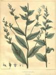 Table 16. Lobelia inflata.