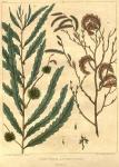 Table 19. Comptonia asplenifolia.