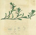 Pl. 06. Arbutus uva ursi