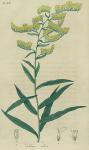 Pl. 20. Solidago odora.