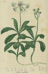 Pl. 21. Pyrola umbellata.