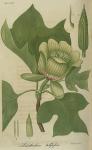 Pl. 31. Liriodendron tulipifera.