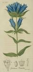 Pl. 34. Gentiana catesbaei.