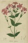 Pl. 57. Sabbatia angularis.