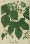 Pl. 60. Humulus lupulus.