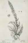 003 Mullein.
