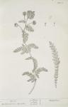 018 Yarrow.