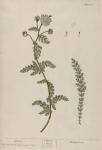 018c Yarrow.