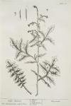 028 Hedge Mustard.