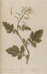 029c White Mustard.
