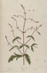 041c Vervain.