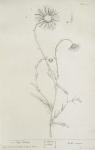 042 Ox Eye Daisy.