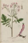 081c Garden Radish.