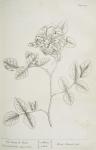 082 Damask Rose.