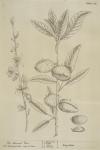 105 Almond Tree.