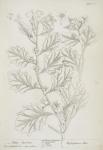 111 White Henbane.