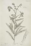 112 Alkanet.