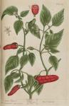 129c Guinea Pepper.