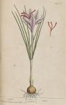 144c Saffron.