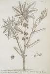 148 Great Spurge.