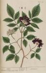 151c Elder.