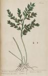 155c Butchers Broom.