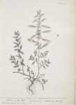 156 Pellitory Wall.
