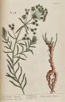 163c Smaller Spurge.
