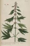 171c Motherwort.