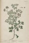176c Coriander.