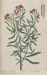 181c White Stock July Flower.