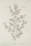187 Juniper Tree.