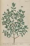 196c Box Tree.