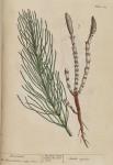 217c Horsetail.
