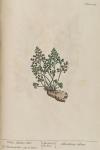 219c White Maiden Hair.