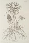 222 Butterbur.