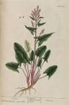 230c Sorrel.