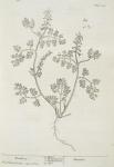 237 Fumitory.