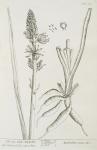 238 True White Asphodel.