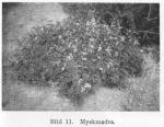 Bild 11. Myskmadra.