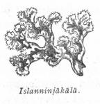 002. Islanninjäkälä.