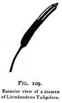 Fig. 109. Exterior view of a stamen.