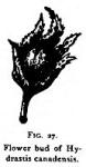 Fig. 27. Flower bud of Hydrastis canadensis.