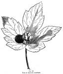 Fig. 28. Fruit of Hydrastis canadensis.