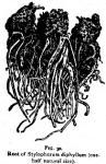 Fig. 30. Root of Stylophorum diphyllum